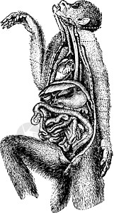 消化道 古代雕刻图片