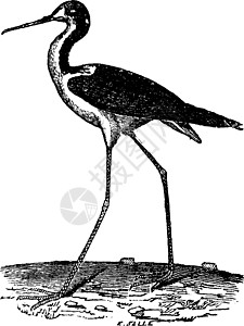 古老的雕刻生物学古董羽毛野生动物蚀刻高跷插图白色鸟类荒野图片