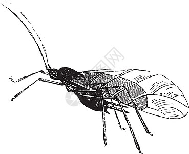 蚜虫及其幼虫复古雕刻白色插图艺术品野生动物艺术绘画古董黑蝇动物总科图片