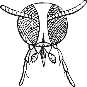 炭疽蝇复古雕刻昆虫历史插图生物学白色炭疽病蜜蜂蚀刻动物群昆虫学图片