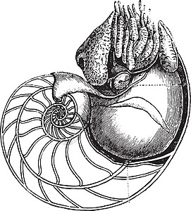 远洋Nautilus 古代雕刻插画