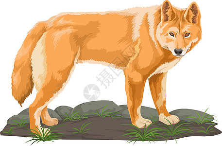 狼的向量生物食肉野猫哺乳动物卡通片力量岩石荒野插图尾巴图片