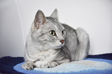 美丽的灰猫坐在白椅子上的蓝地毯上图片