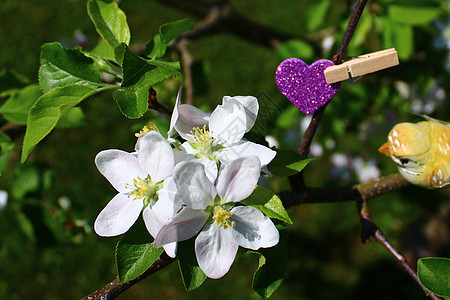 苹果树花和心脏树木鸟类母亲季节花园花海树枝园林苹果图片