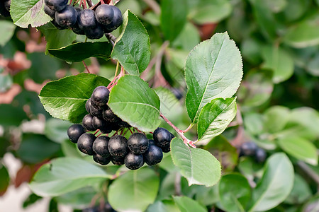 阿罗尼亚梅拉诺卡帕 被称为灌木丛上黑窒息草莓衬套黑果花园农业绿色叶子浆果植物宏观图片