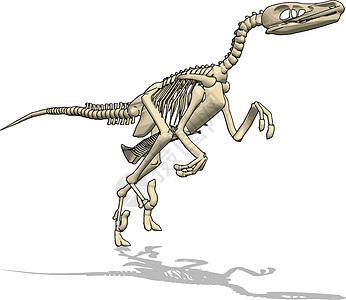 白色背景上的恐龙动物古生物学科学脊椎动物卡通片骨头灭绝考古学展示化石图片