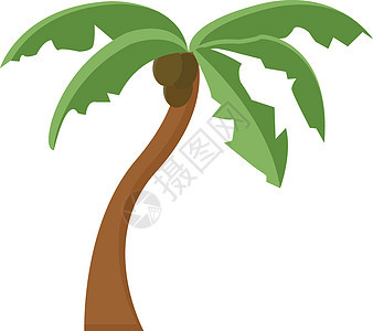 白色背景上的椰子水果异国植物食物天空艺术海滩棕榈卡通片插图背景图片