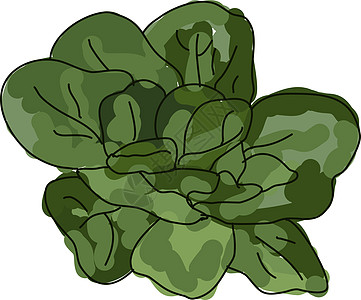 白色背景上的新鲜菠菜插画矢量美食绘画叶子植物营养草本植物食物花园草图艺术图片