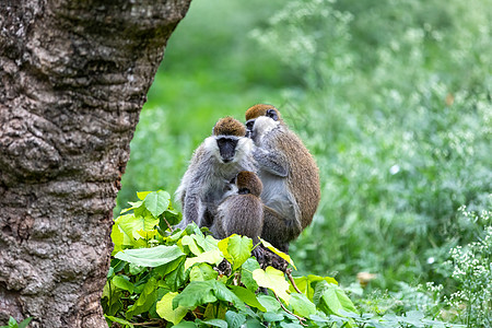 埃塞俄比亚Awasa的活性猴子家庭树干绿藻灵长类毛皮哺乳动物生物动物钻地衬套长尾图片