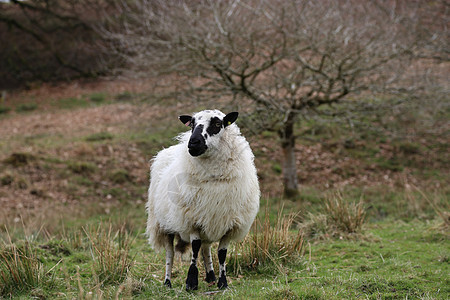 与羔羊一起在绿地 在韦尔什农村羊肉农业动物草地场地农田哺乳动物家畜白色绿色图片