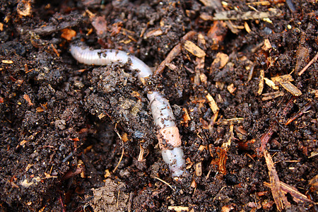 堆肥中的蠕虫寡毛纲生物学动物地面钓鱼花园烙印背景蚯蚓动物群图片