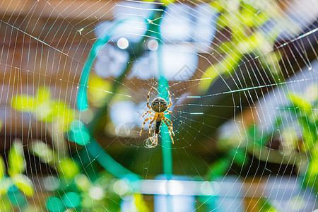 蜘蛛坐在网中央 抓着渔获图片