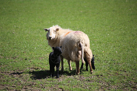 山羊 母羊和羊羔 在山谷的春天农场场地农村牧场农业羊肉哺乳动物场景婴儿农民图片