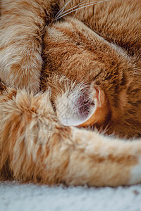 美丽的红猫睡着 闭紧 健康舒适的睡眠和生活小憩短发毯子橙子头发猫咪猫科动物小猫哺乳动物宠物图片
