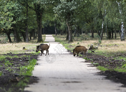 森林内草原的野生动物森林动物荒野动物群野猪哺乳动物偶数图片