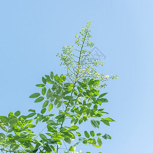 在越南蓝天下紧闭的树上 花朵闪耀着苦参绿色植物粳稻花园公园植物槐树叶子旋体季节图片