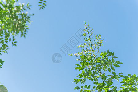 在越南蓝天下紧闭的树上 花朵闪耀着粳稻羽状植物旋体环境槐花花园公园叶子槐树图片