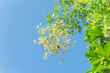 在越南蓝天下紧闭的树上 花朵闪耀着槐树花园叶子宝塔植物环境公园羽状苦参植物学图片