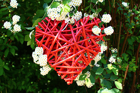 雪莓树丛中的红心红色花朵婚礼艺术鲜花贺卡聚果背景爱心花园图片