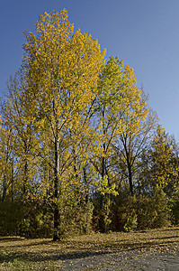 秋季森林的秋天风景多姿多彩 南部公园有格莱德图片