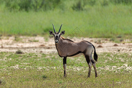 Gemsbok婴儿 卡拉哈里的Oryx瞪羚沙丘羚羊衬套沙漠食草公园牛角国家动物群荒野图片
