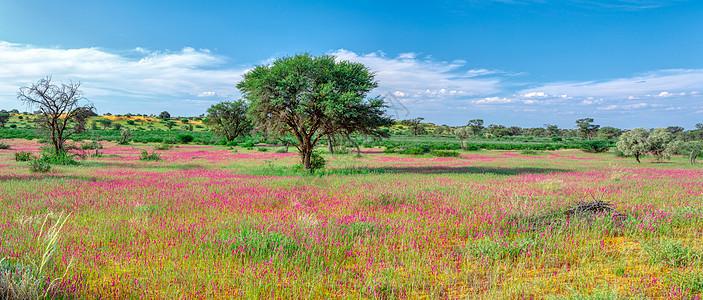 南非荒野的喀拉哈里花岗沙漠紫色沙漠公园国家花语跨境蓝色气候树木植被背景图片