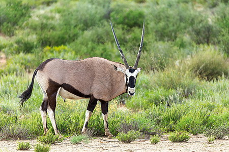 Gemsbok 卡拉哈里的奥里克斯瞪羚国家公园沙漠衬套跨境羚羊动物群荒野沙丘野生动物图片