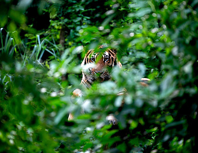 鸟虎在绿树丛中休息树叶毛皮食肉荒野森林眼睛动物颜色野生动物条纹图片