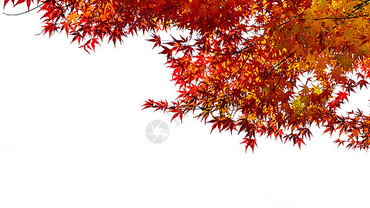 秋天的红枫在白色背景上图片