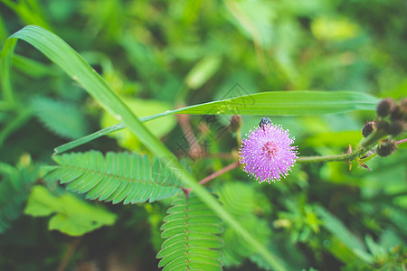 扁茎黄芪紧贴敏感植物花 米莫萨普迪卡背景