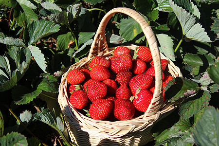 草莓地里的草莓花园甜点水果篮篮子维生素浆果水果园艺收成图片