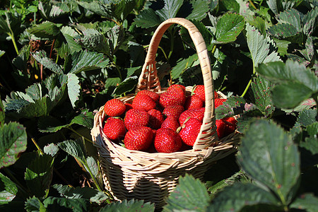 草莓地里的草莓甜点维生素篮子收成浆果水果花园水果篮园艺图片