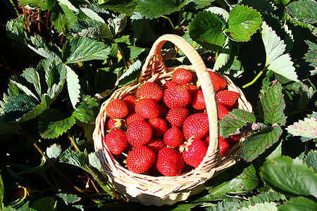 草莓地里的草莓浆果篮子水果篮甜点维生素花园园艺水果收成图片