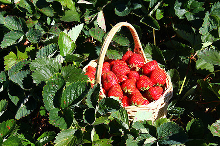 草莓地里的草莓园艺浆果花园收成水果甜点篮子维生素水果篮图片