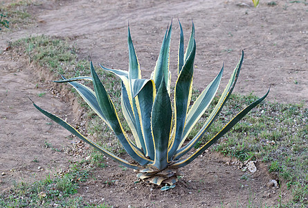 马达加斯加的Aloe vera倍数植物绿色高清图片