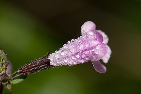 含露水的鲜花野花紫色露珠植物花园圣人样性智者花朵植被图片