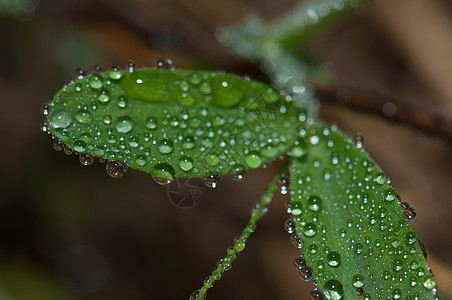 树叶上沾满了露水滴露水绿色下雨样性淡水露珠植物学植物生物叶子图片