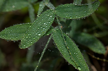 树叶上沾满了露水滴样性露珠露水荒野植物学下雨植物生物绿色植物群图片