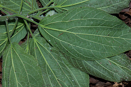 野生植物的叶子在下边视线上植物学植物群荒野生物样性树叶植物绿色底面图片