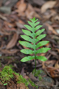 费尔恩 Fern叶子植物生物样性绿色叶状体植物群蕨类植物学荒野图片