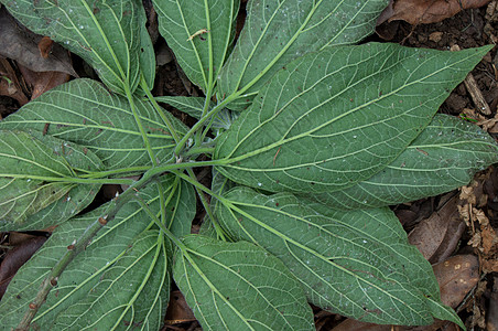 野生植物的叶子在下边视线上荒野植物学样性绿色底面生物植物树叶植物群图片