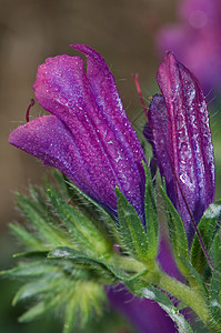 紫色毒蛇的花朵露珠植物群树叶叶子野花花瓣车前草荒野植物学植物图片