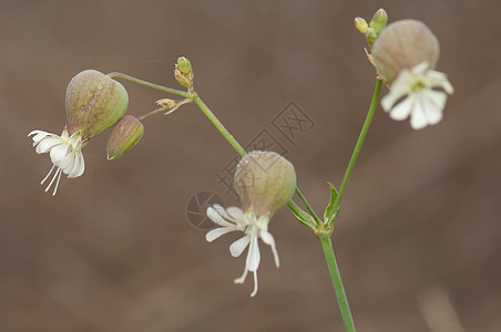 膀胱露营的花朵植物群植物学硅藻样性野花荒野少女植物图片