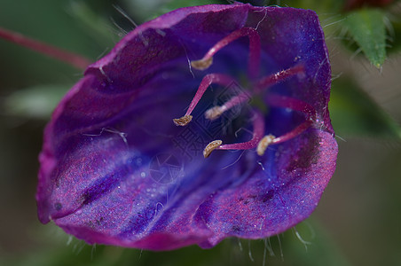 紫色毒蛇的花朵样性诅咒雄蕊荒野车前草植物群野花植物花瓣植物学图片