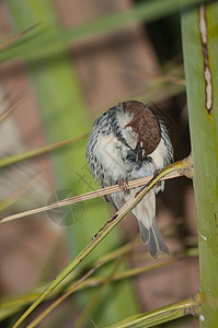 西班牙麻雀鸟类动物群柳雀羽毛多样性生物脊椎动物栖息男性路人图片