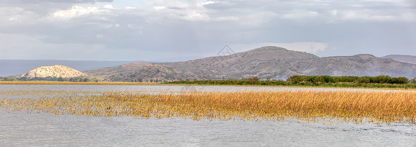 埃塞俄比亚齐韦湖底栖动物全景图片