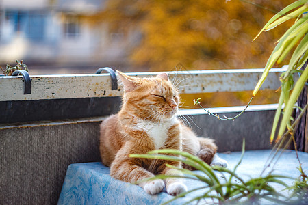 美丽的红猫睡着 闭紧 健康舒适的睡眠和生活毯子宠物猫科动物小憩橙子猫咪姿势头发毛皮小猫图片