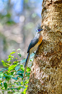 马达加斯加摄影栖息环境观鸟栖息地羽毛森林热带树叶情调图片