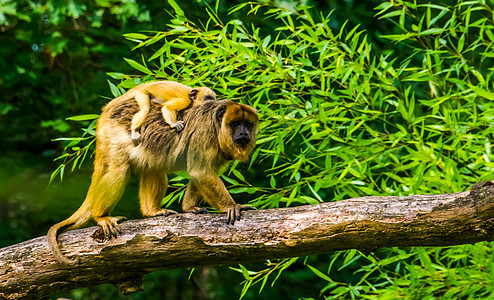 在美洲热带原始物种热带树上 与婴儿一起的金猴母猴子和她的幼崽密闭了起来图片
