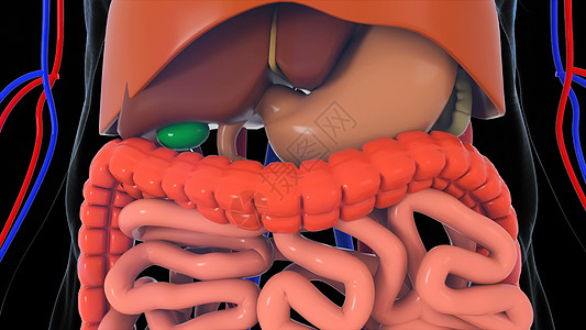 解剖人体模型3d 渲染人体模型与器官系统捐款教育插图静脉气管科学移植男人肌肉男性图片